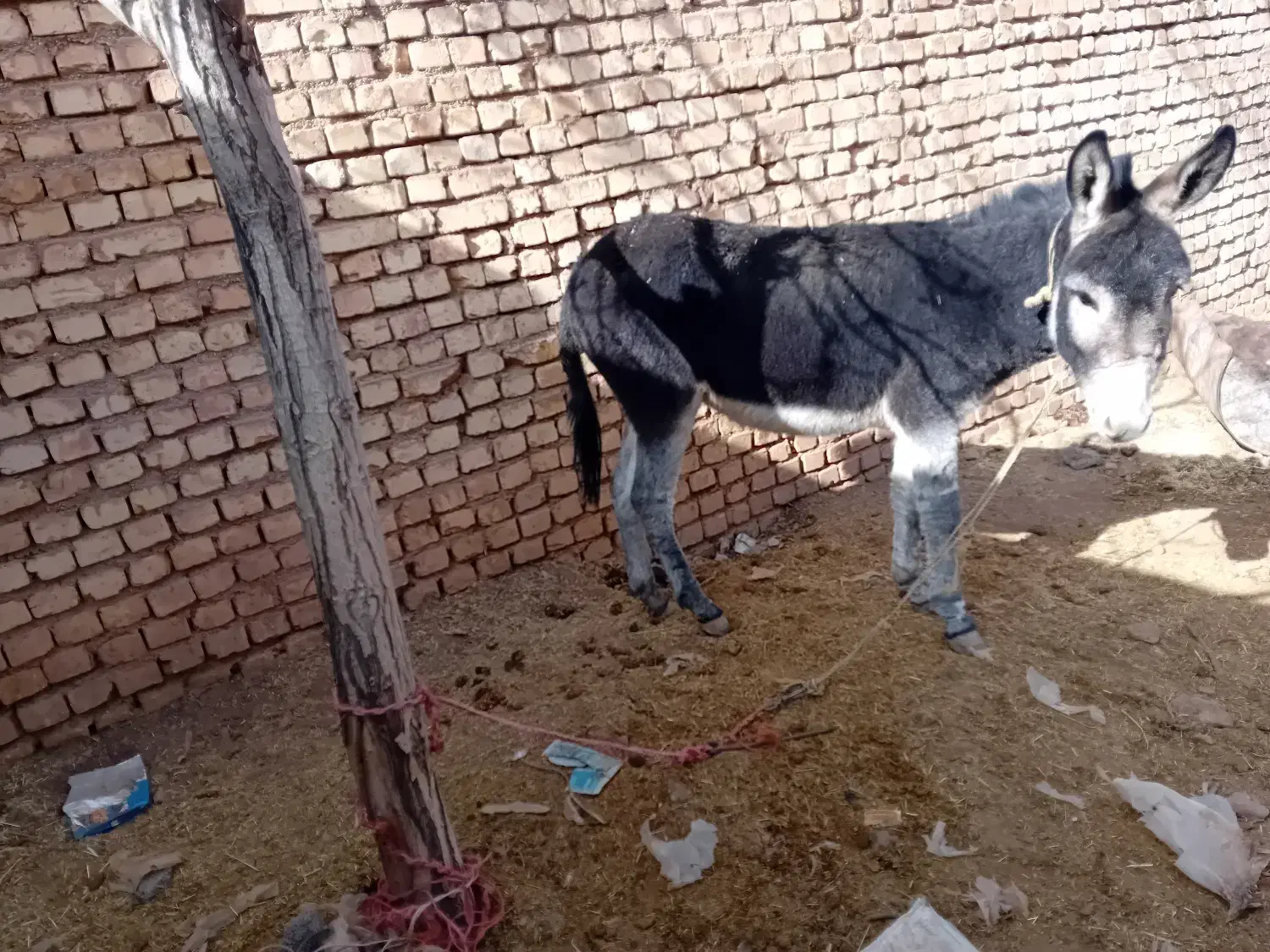 الاغ۲سال|حیوانات مزرعه|بروجن, |دیوار