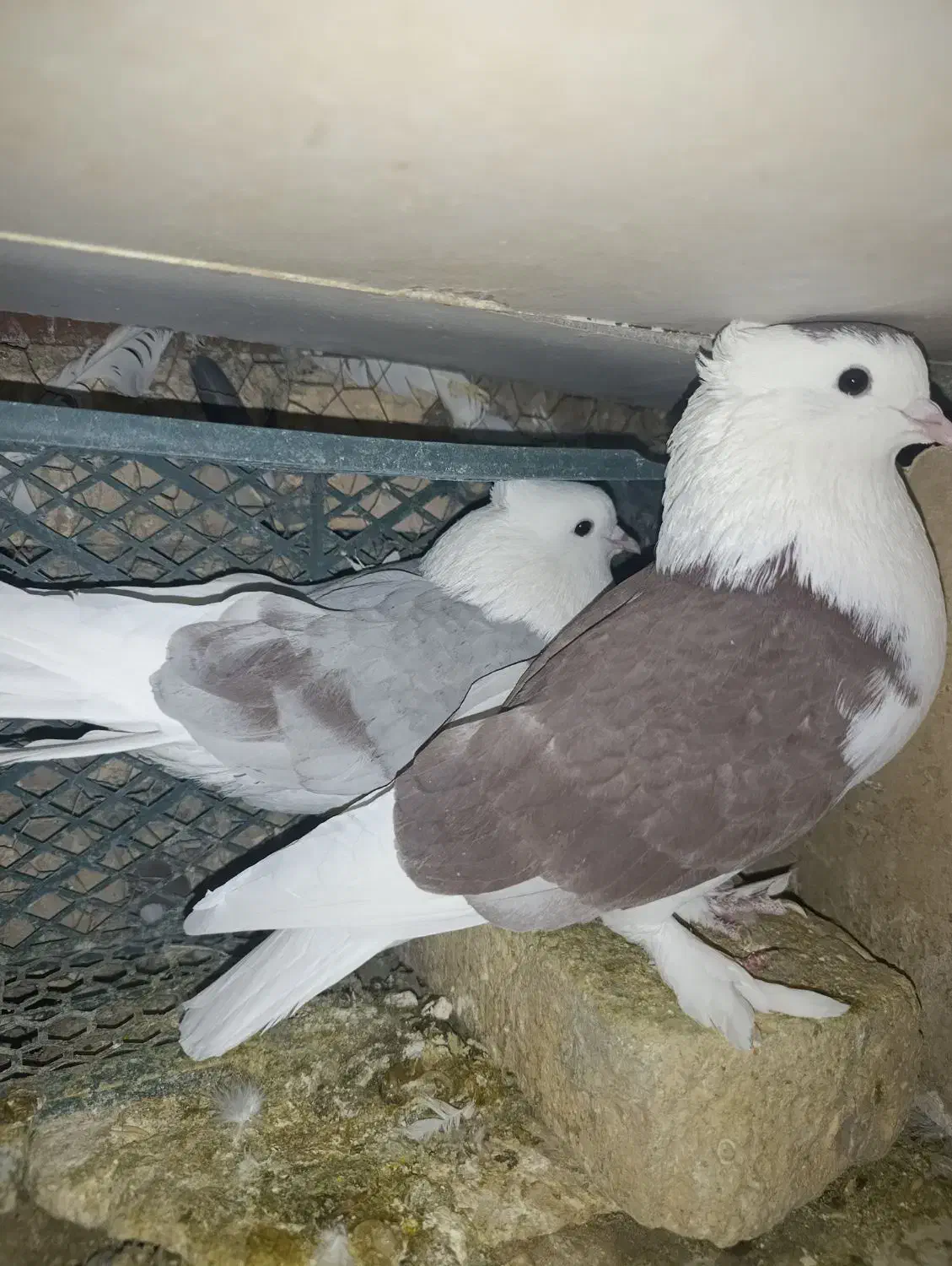 پلاکی|پرنده|اصفهان, گورت|دیوار