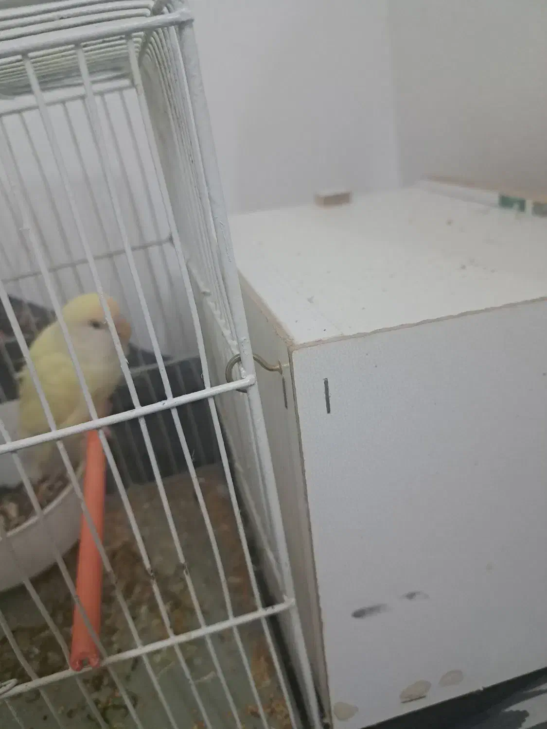 طوطی برزیلی تخم گزار جفت|پرنده|بجنورد, |دیوار