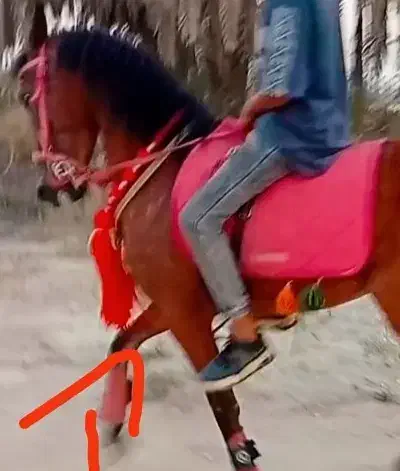 تجهیزات اسب|اسب و تجهیزات اسبسواری|مهر, |دیوار