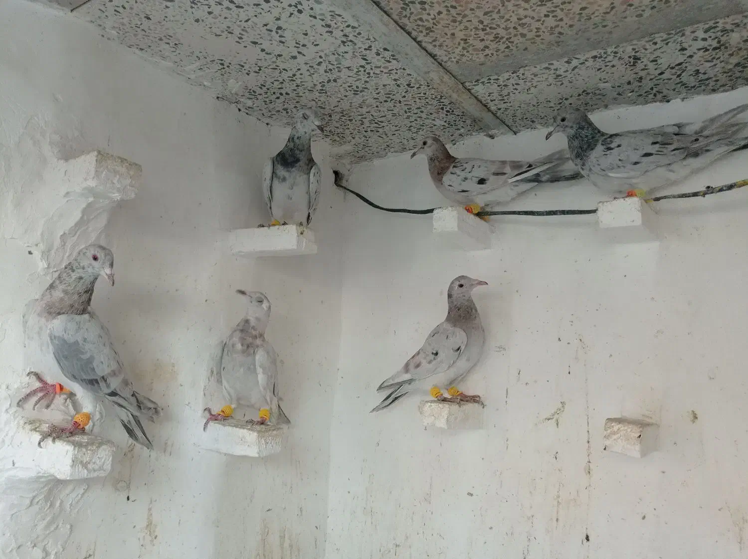 کبوتر|پرنده|قزوین, |دیوار