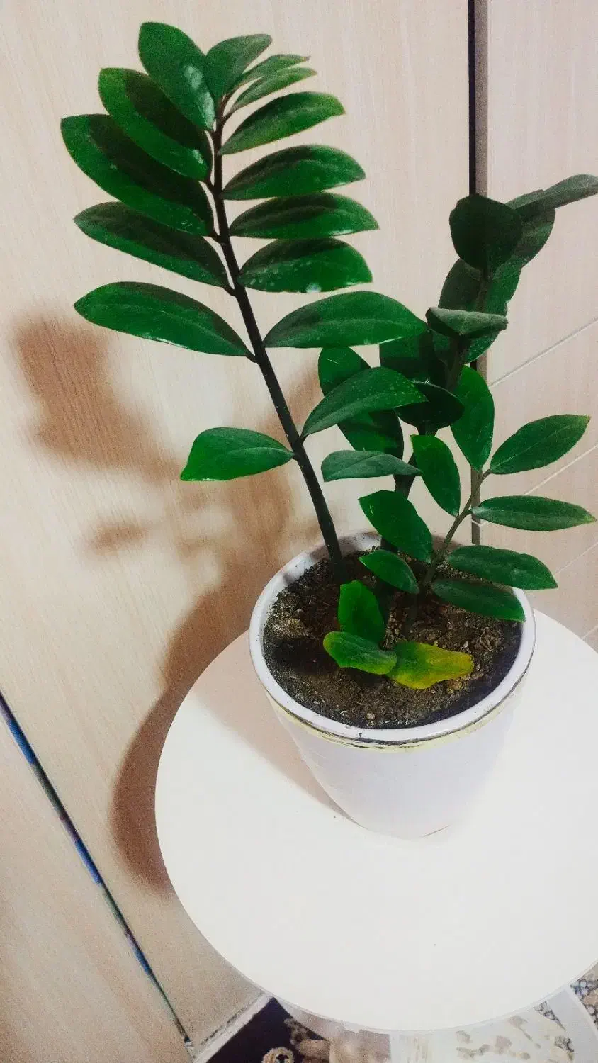 زیبا وسرحال|گل و گیاه طبیعی|سرپل ذهاب, |دیوار