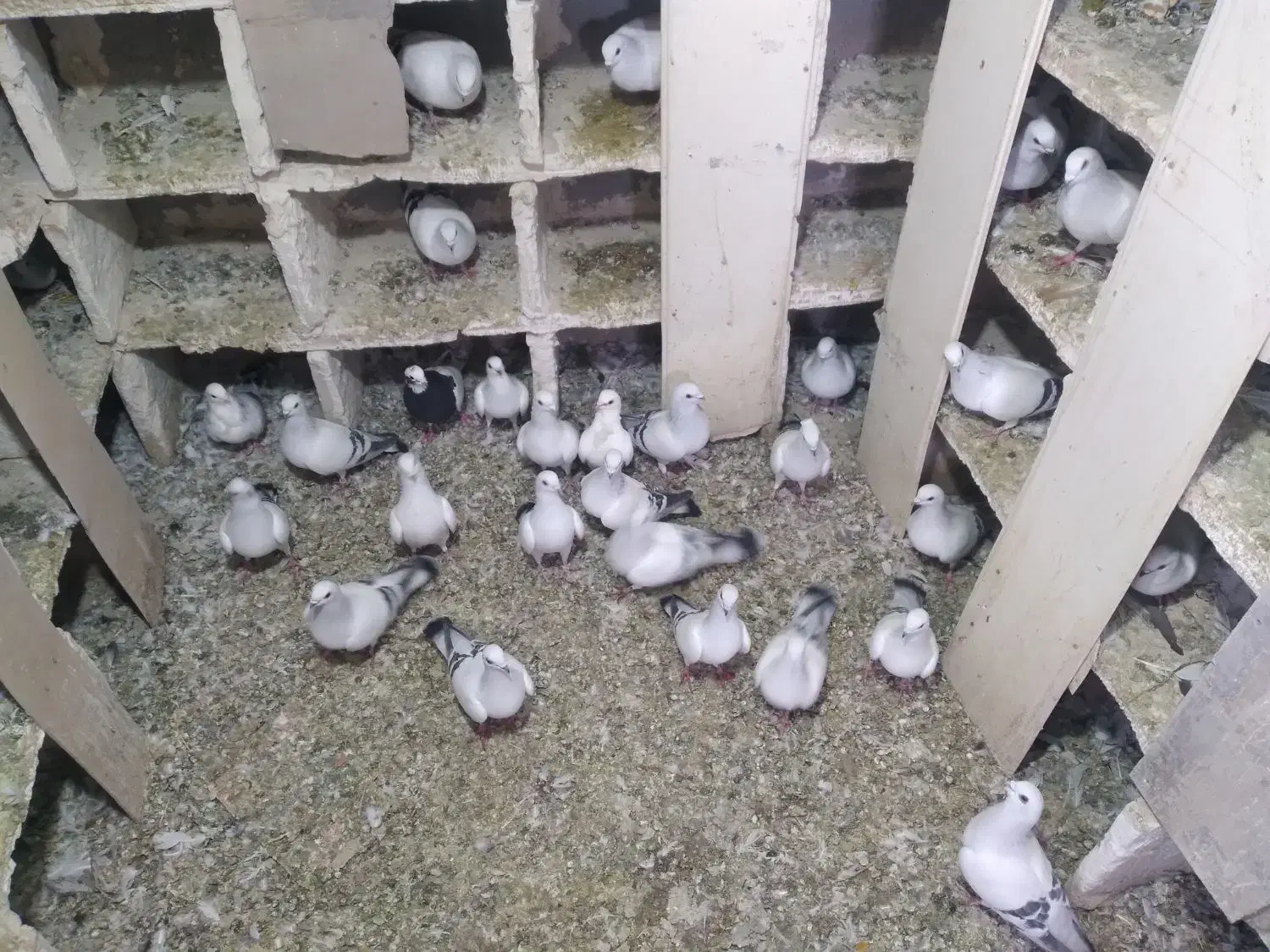 کبوتر|پرنده|ملکان, |دیوار