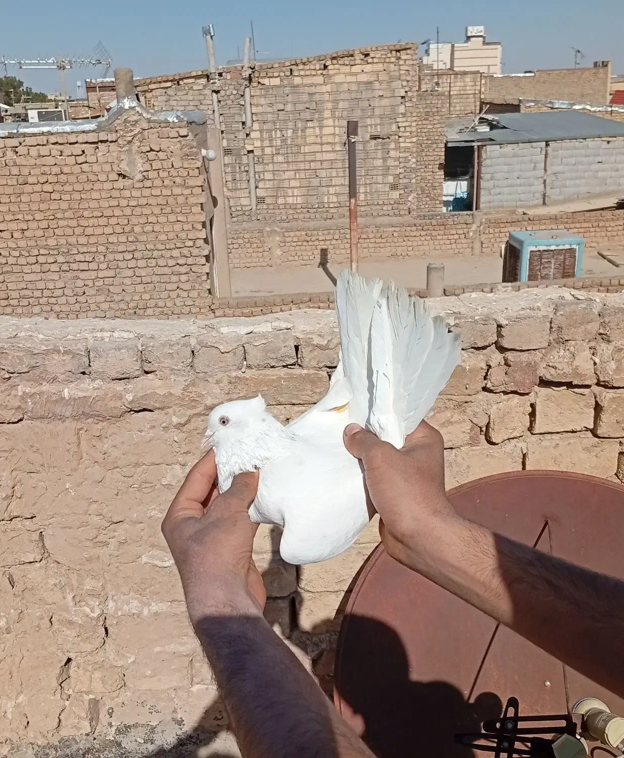 کفتر|پرنده|قم, وادی السلام|دیوار