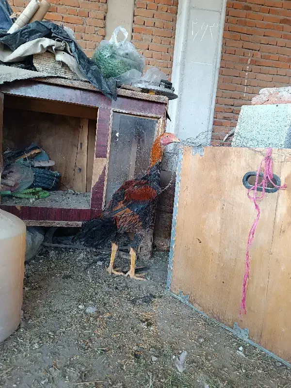 خروس لاری اصل|حیوانات مزرعه|بناب, |دیوار