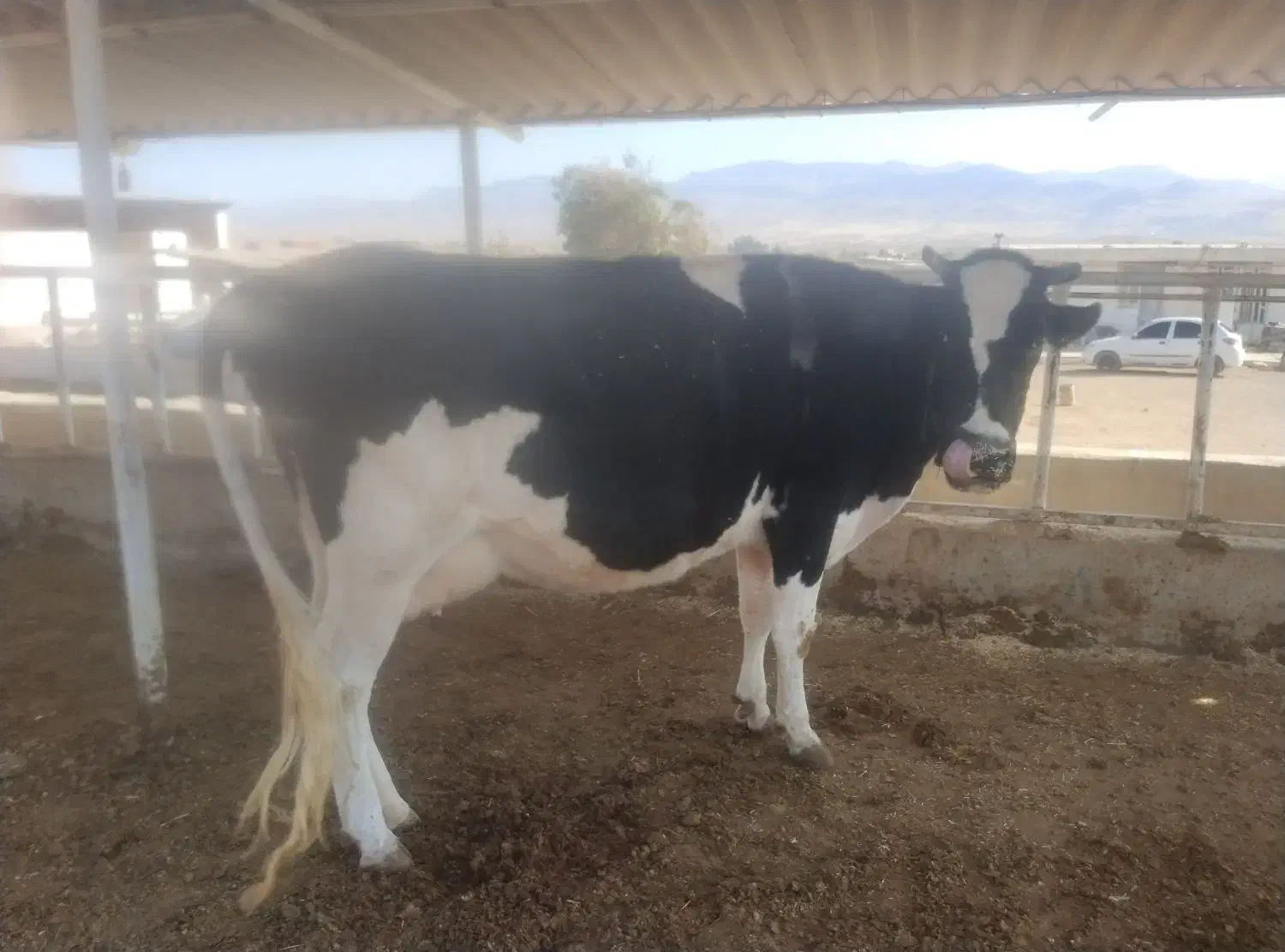 گاو|حیوانات مزرعه|جزمان, |دیوار