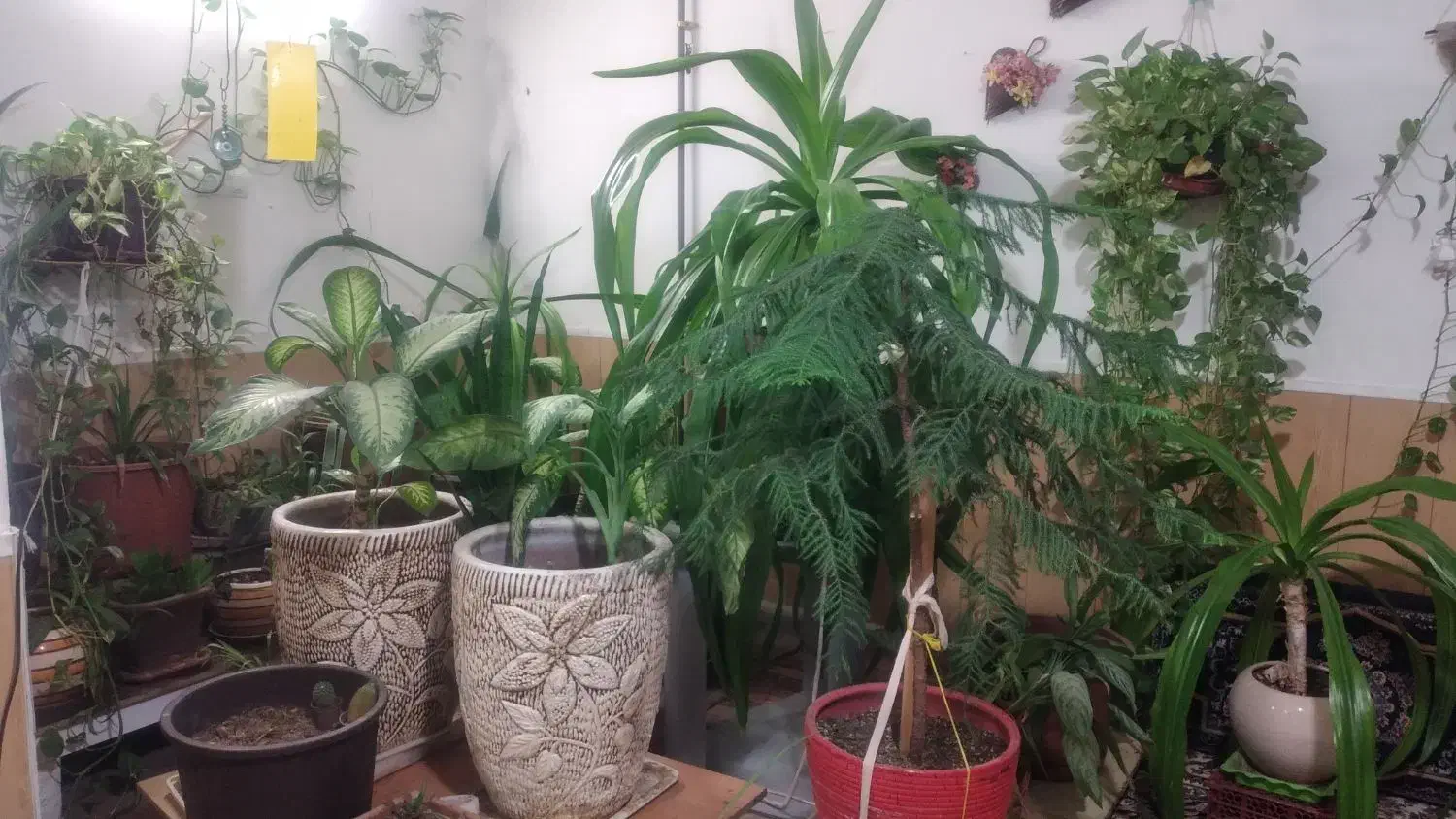 گل و گیاه|گل و گیاه طبیعی|شیراز, کوشک میدان|دیوار