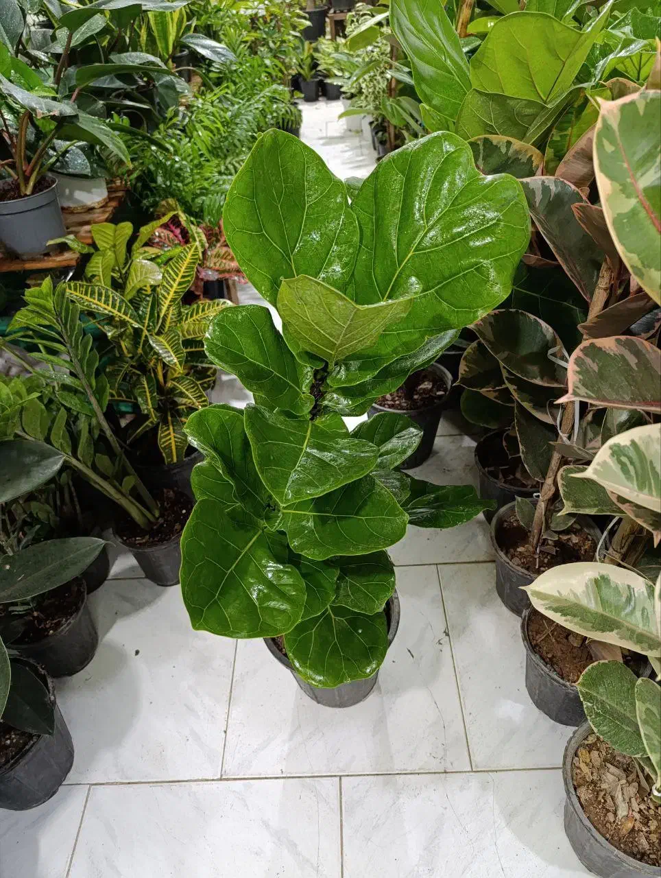 فیکوس افوربیا قاشقی off|گل و گیاه طبیعی|یزد, |دیوار