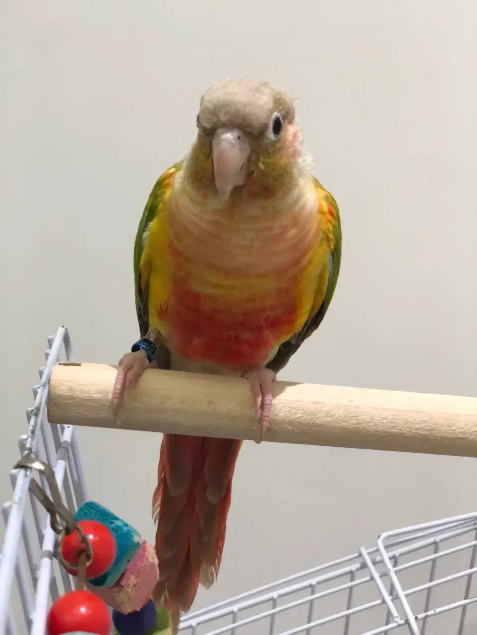 گرینچیک نر اماده دستی سخنگو تست دار|پرنده|مشهد, رضاشهر|دیوار