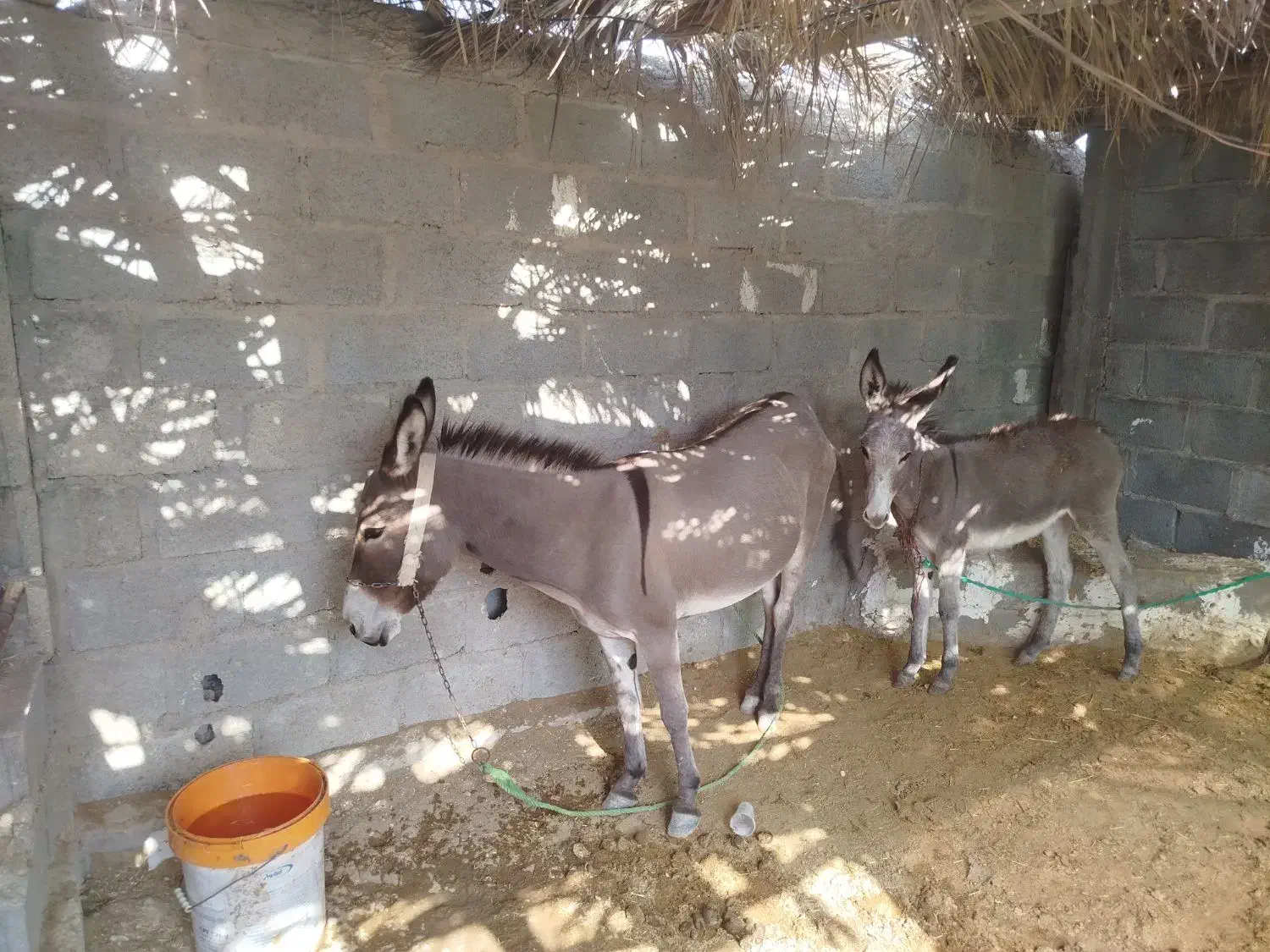 الاغ ماده با کره|حیوانات مزرعه|مهر, |دیوار