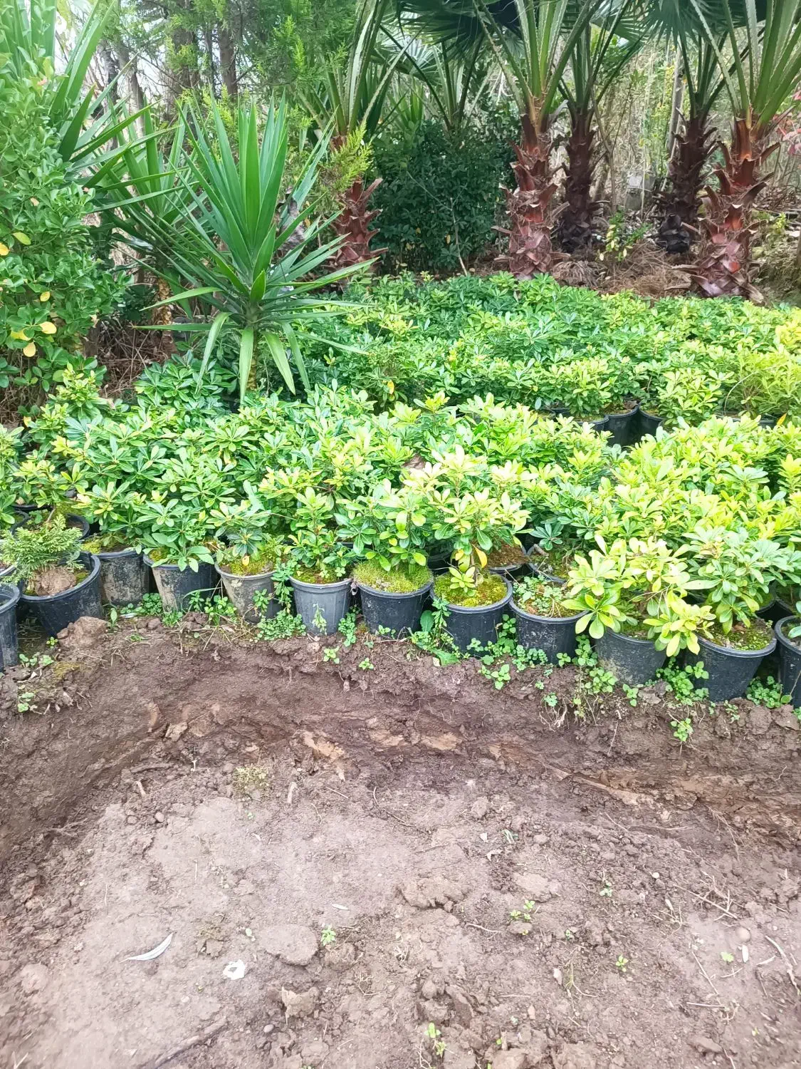 پیتسپروم و فوتونیا و شمشاد طلایی و سبز|عمده‌فروشی|رشت, بیجارپس|دیوار