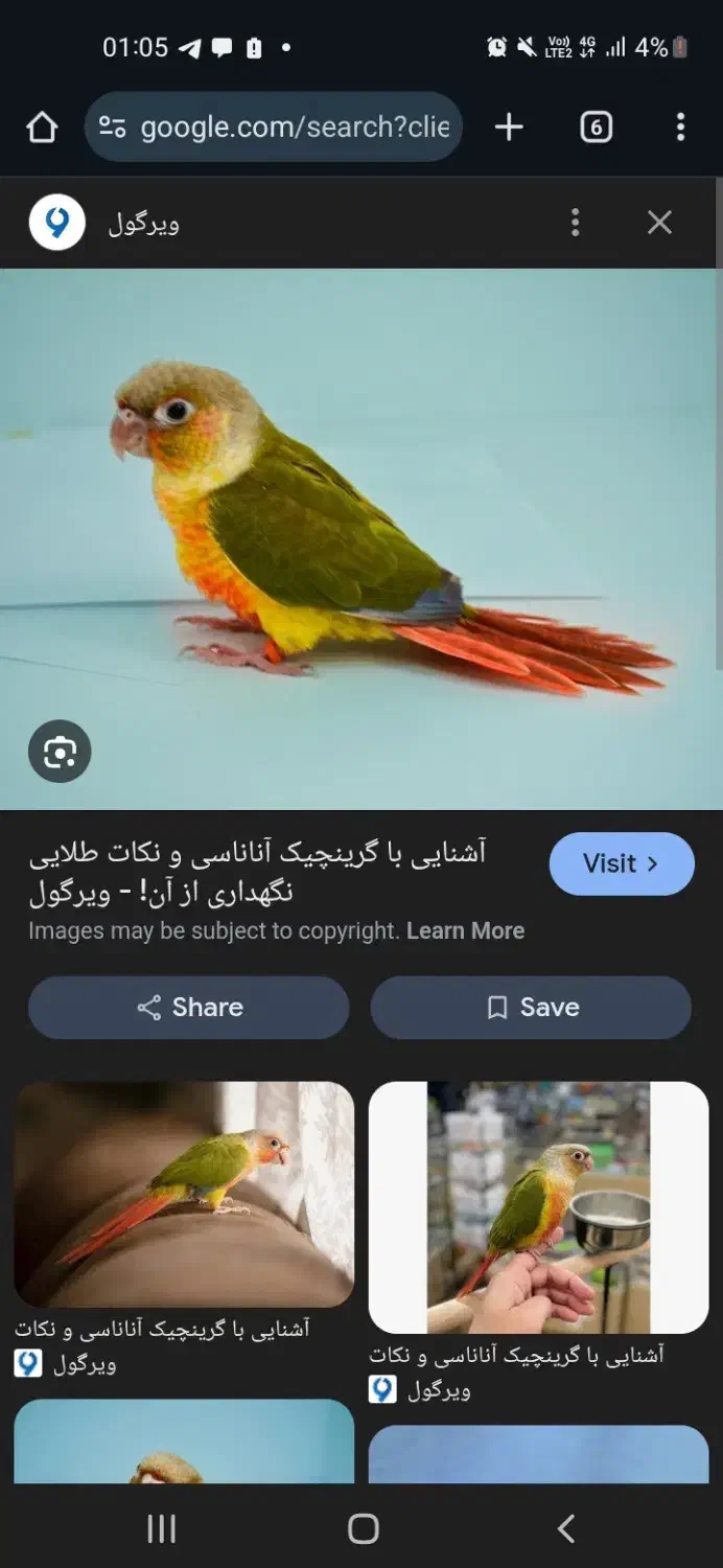 طوطی گرینچیک گمشده مژدگانی خیلی زیاد توضیحات بخون|پرنده|اصفهان, ملک‌شهر|دیوار
