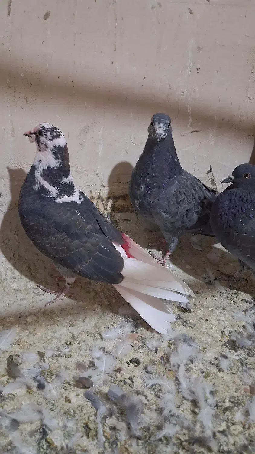 کبوتر پرشی ۴ عدد جوجه|پرنده|قم, نوبهار|دیوار
