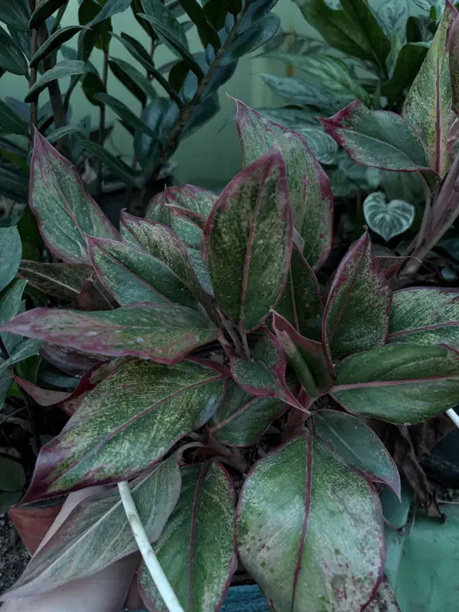 آگلونما رد دراگن ۶ غلافه|گل و گیاه طبیعی|قائم‌شهر, |دیوار