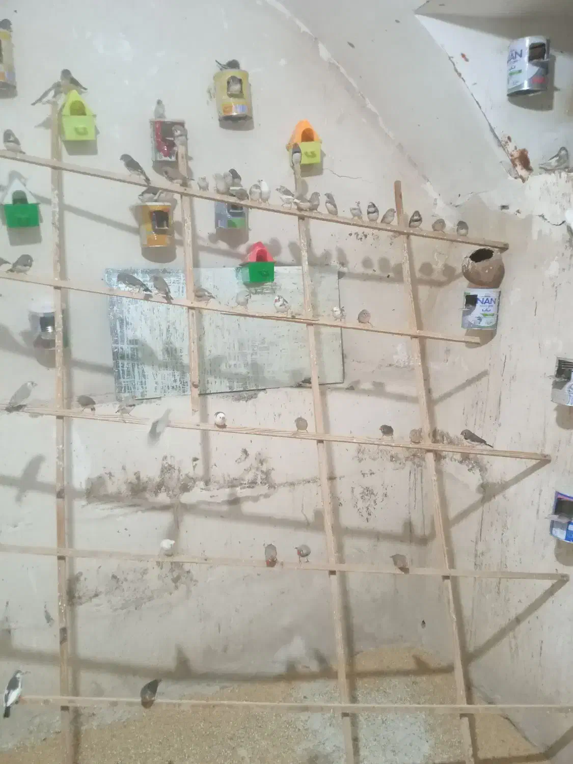 فنج فروشی|پرنده|اقبالیه, |دیوار