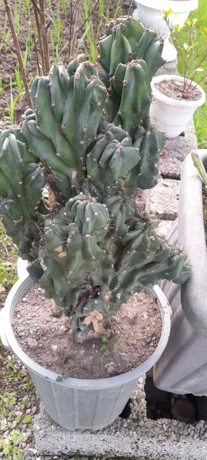 صخره ای|گل و گیاه طبیعی|رشت, حومه رشت|دیوار