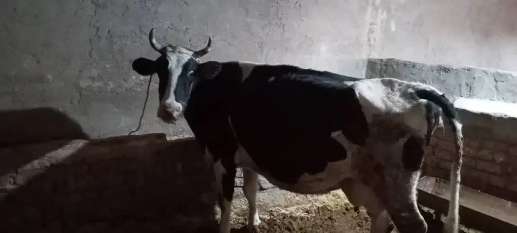 گاو شیری|حیوانات مزرعه|شراء, |دیوار