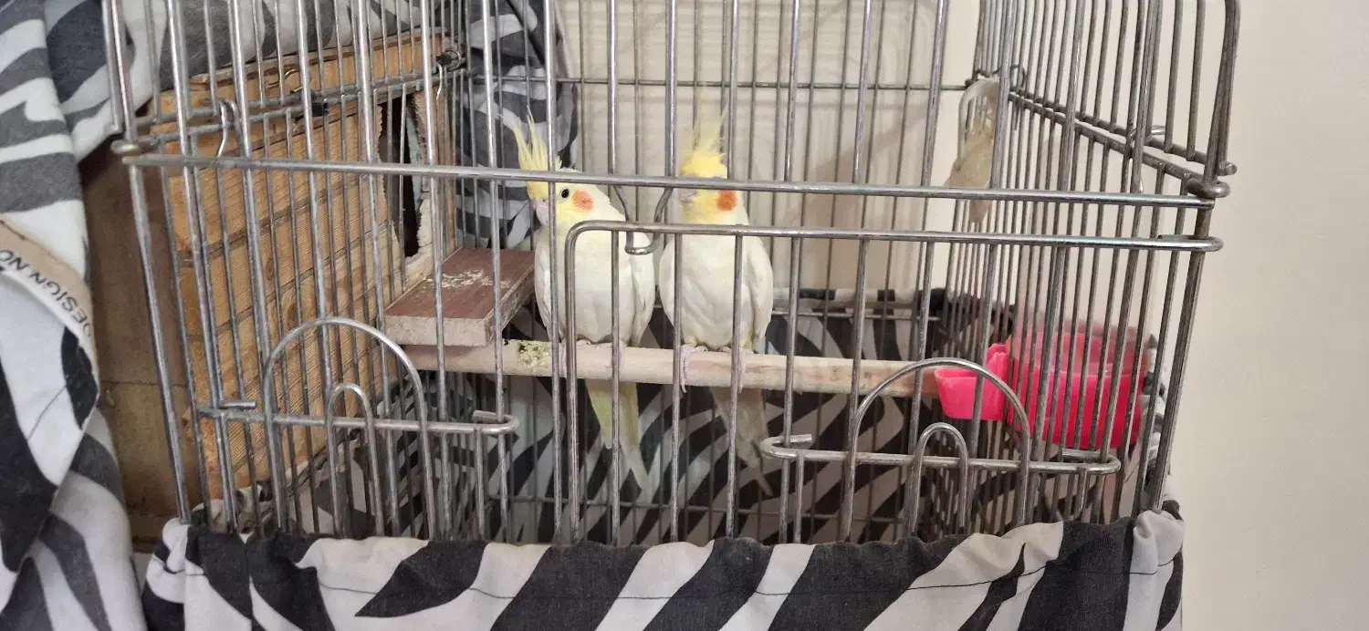 یک جفت عروس هلندی نر و ماده لوتینو|پرنده|کرج, شهرک جهان‌نما|دیوار