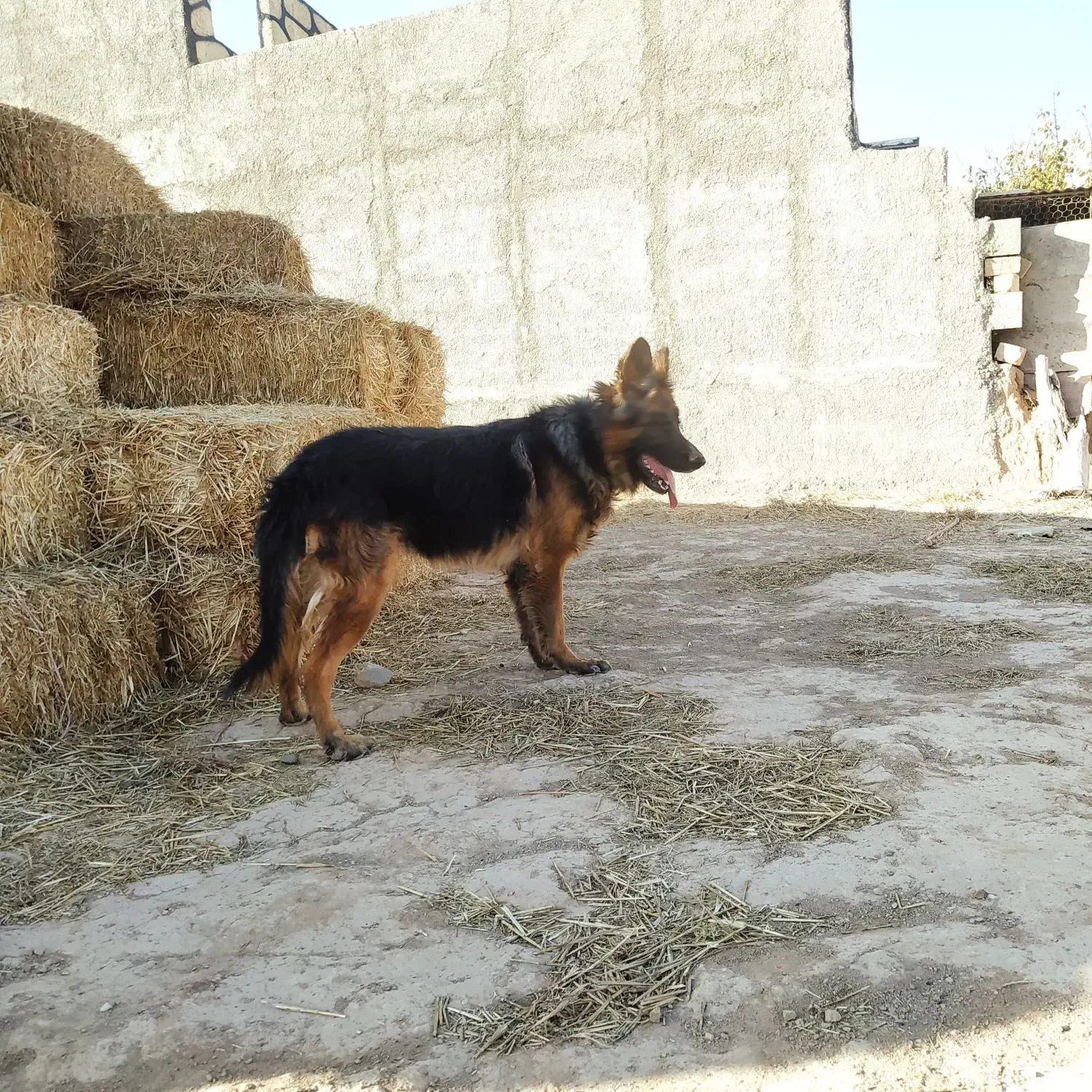 فروش سگ ژرمن|سگ|شاهرود, |دیوار