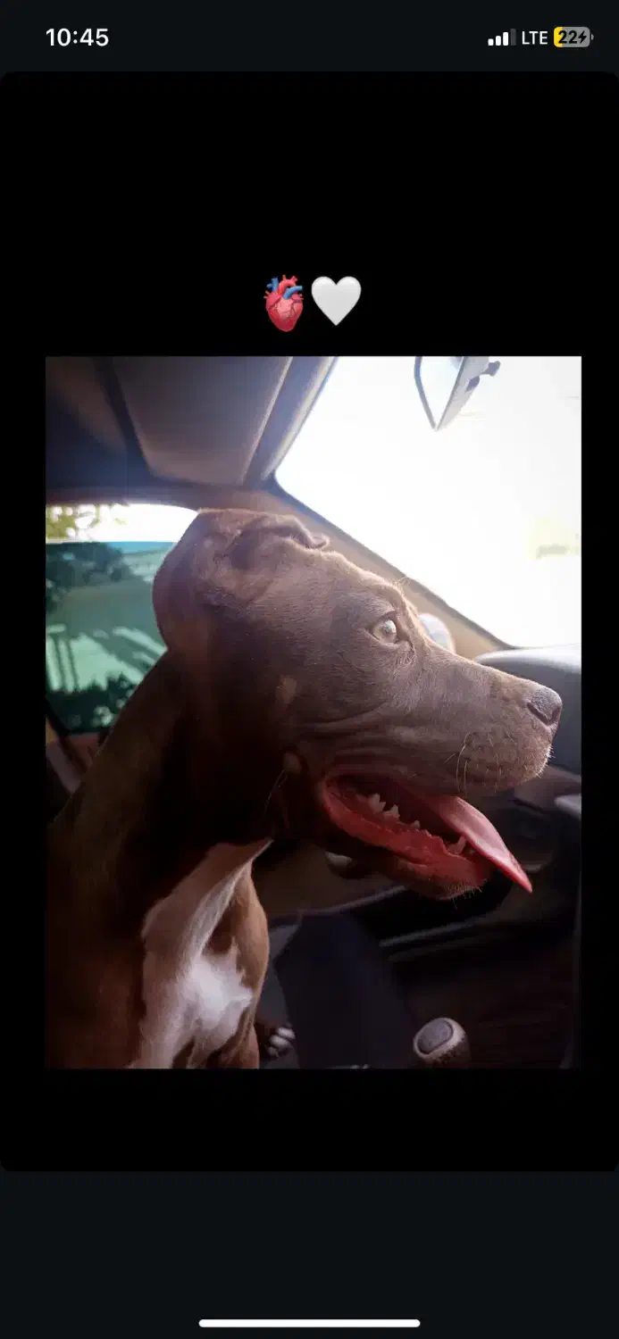 سگ پیتبول خالص|سگ|کرج, کمال‌شهر|دیوار