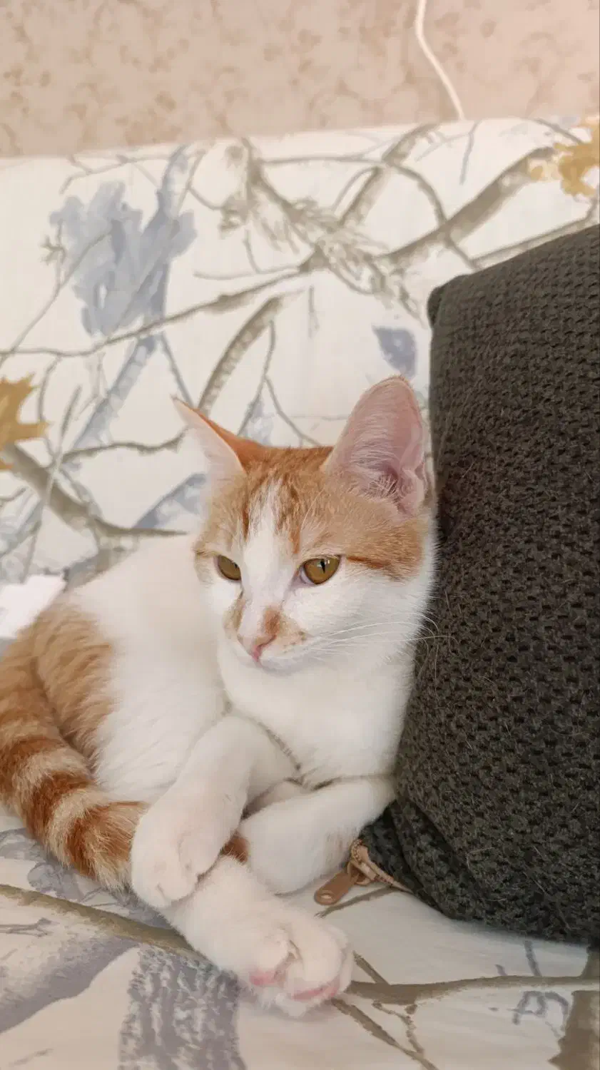 گمشده، مژدگانی 2 میلیون|حیوانات|ایرانشهر, |دیوار