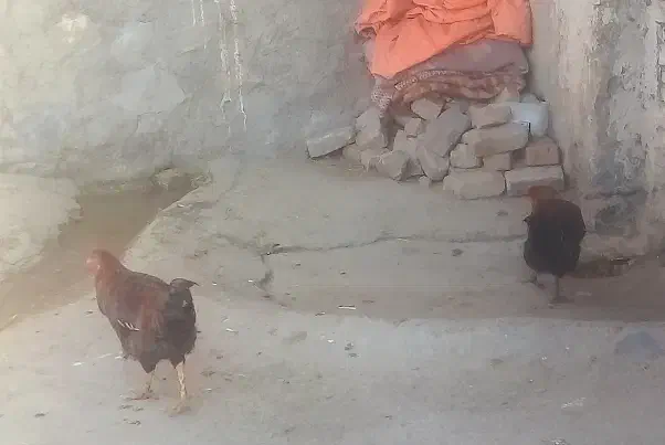 خروس|حیوانات مزرعه|بروجرد, |دیوار