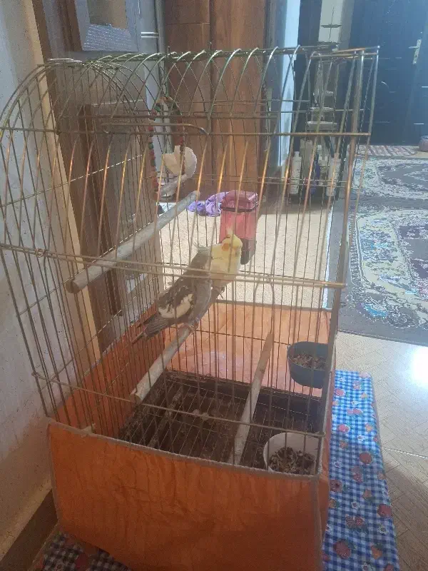 پرنده عروس با قفس|پرنده|خمام, |دیوار