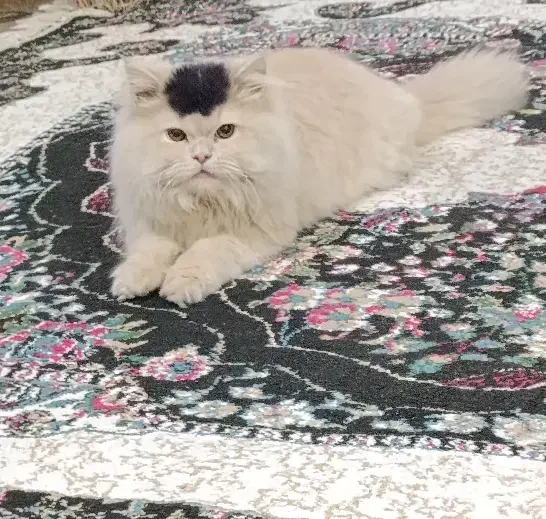 گربه پرشین خانگی|گربه|ارومیه, |دیوار