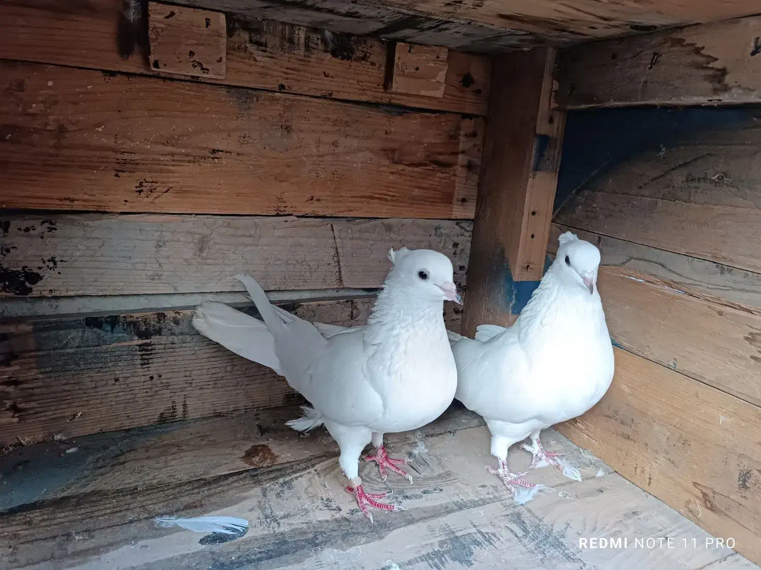 کبوتر پرشی|پرنده|بندرعباس, |دیوار