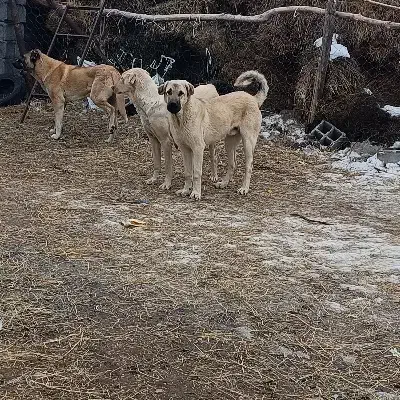 توله عراقی|سگ|مشگین شهر, |دیوار