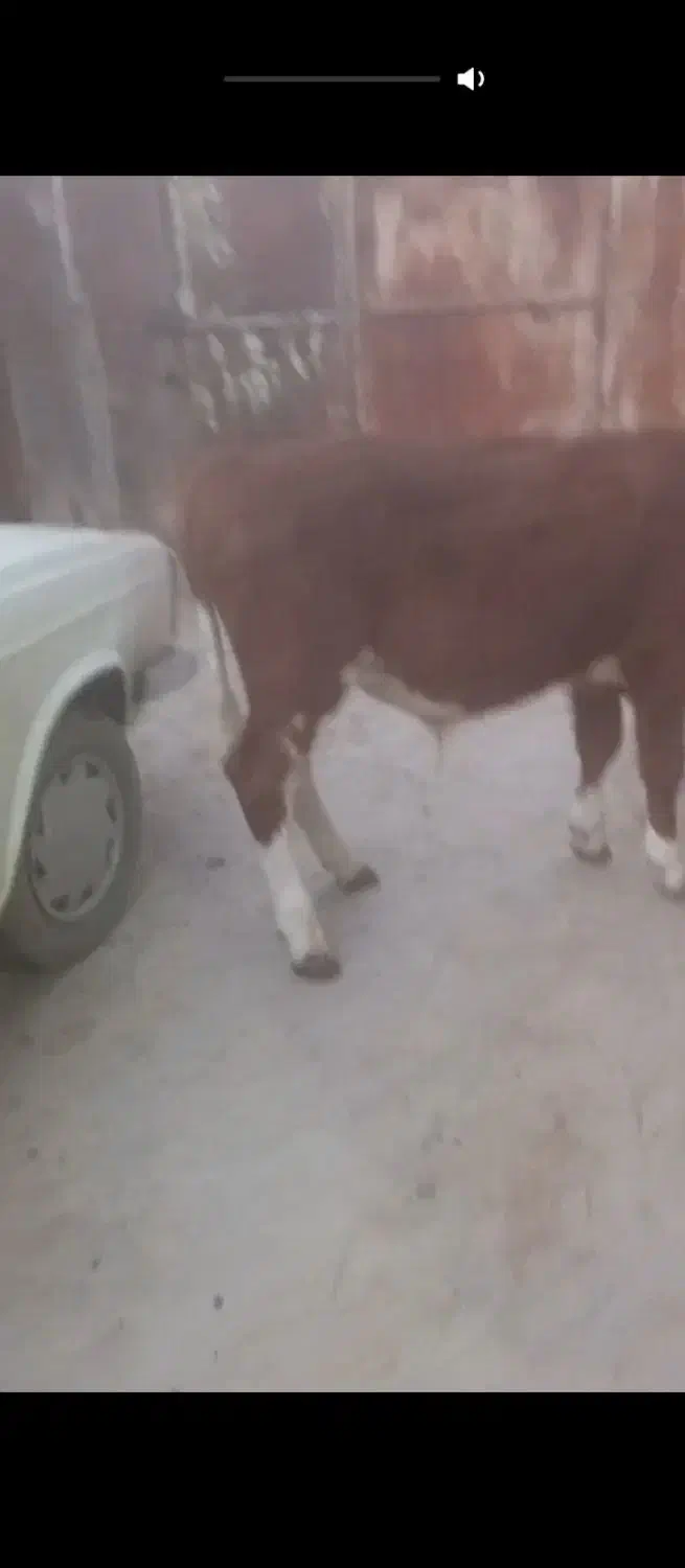 گوساله نرتخمی|حیوانات مزرعه|کشاورز, |دیوار