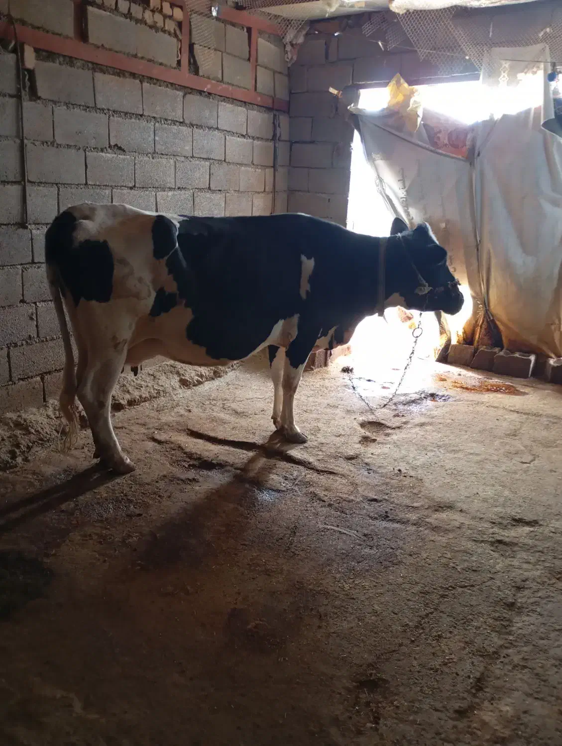 گاو|حیوانات مزرعه|بیرانوند, |دیوار