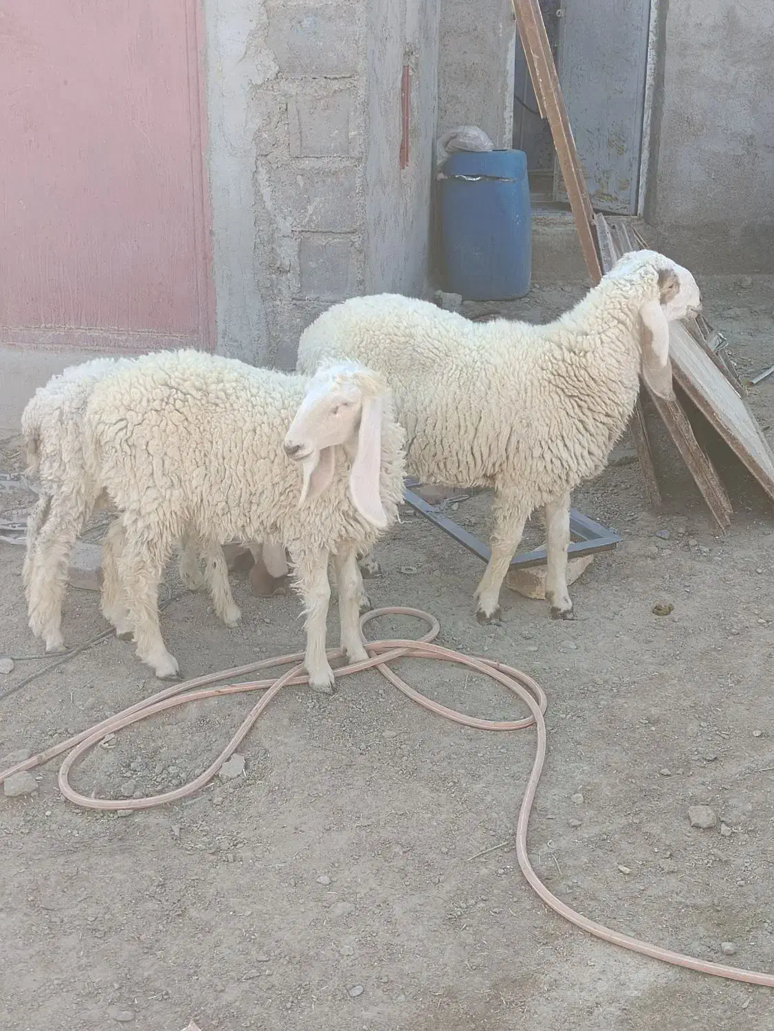 بره مری|حیوانات مزرعه|زابل, |دیوار