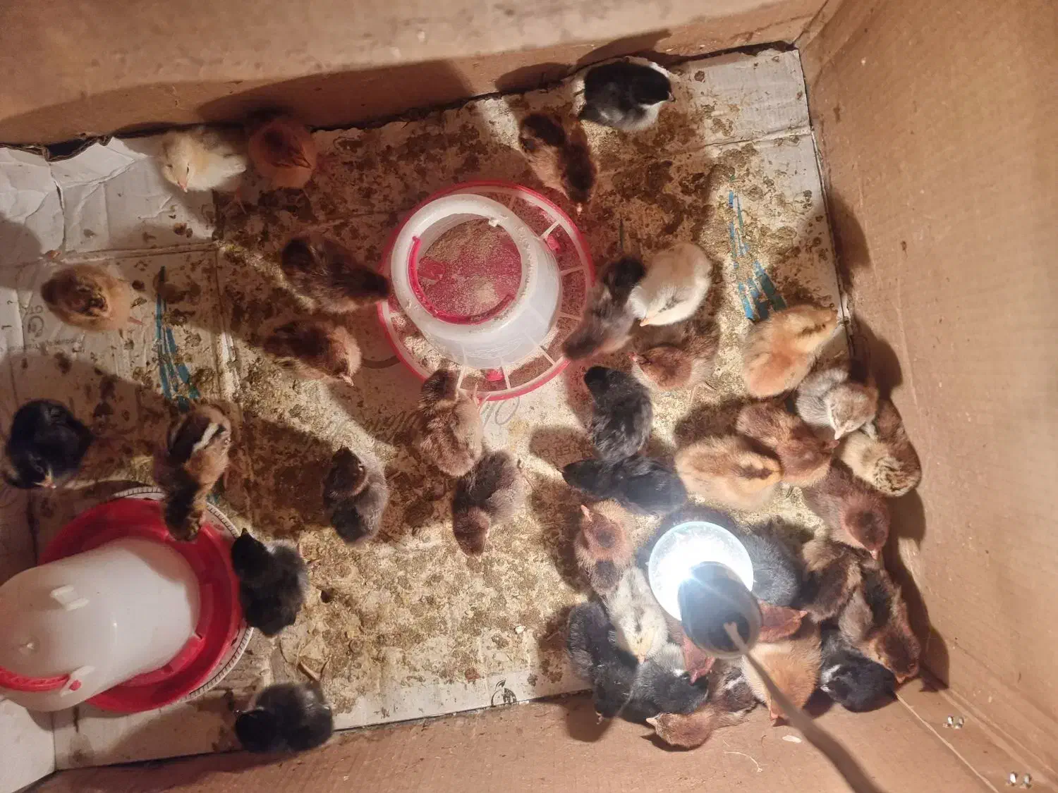 جوجه محلی|حیوانات مزرعه|مشگین شهر, |دیوار