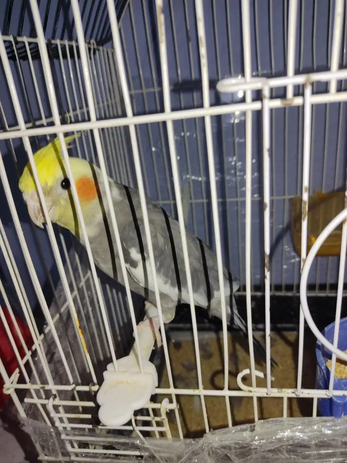 عروس هلندی با جوج|پرنده|فریمان, |دیوار