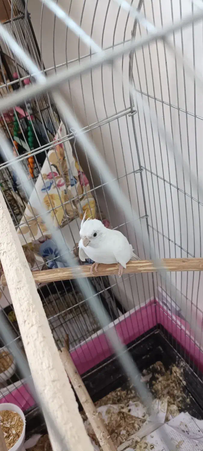 عروس هلندی آلبینو ماده سالم و سر حال|پرنده|محمدیه-قزوین, |دیوار