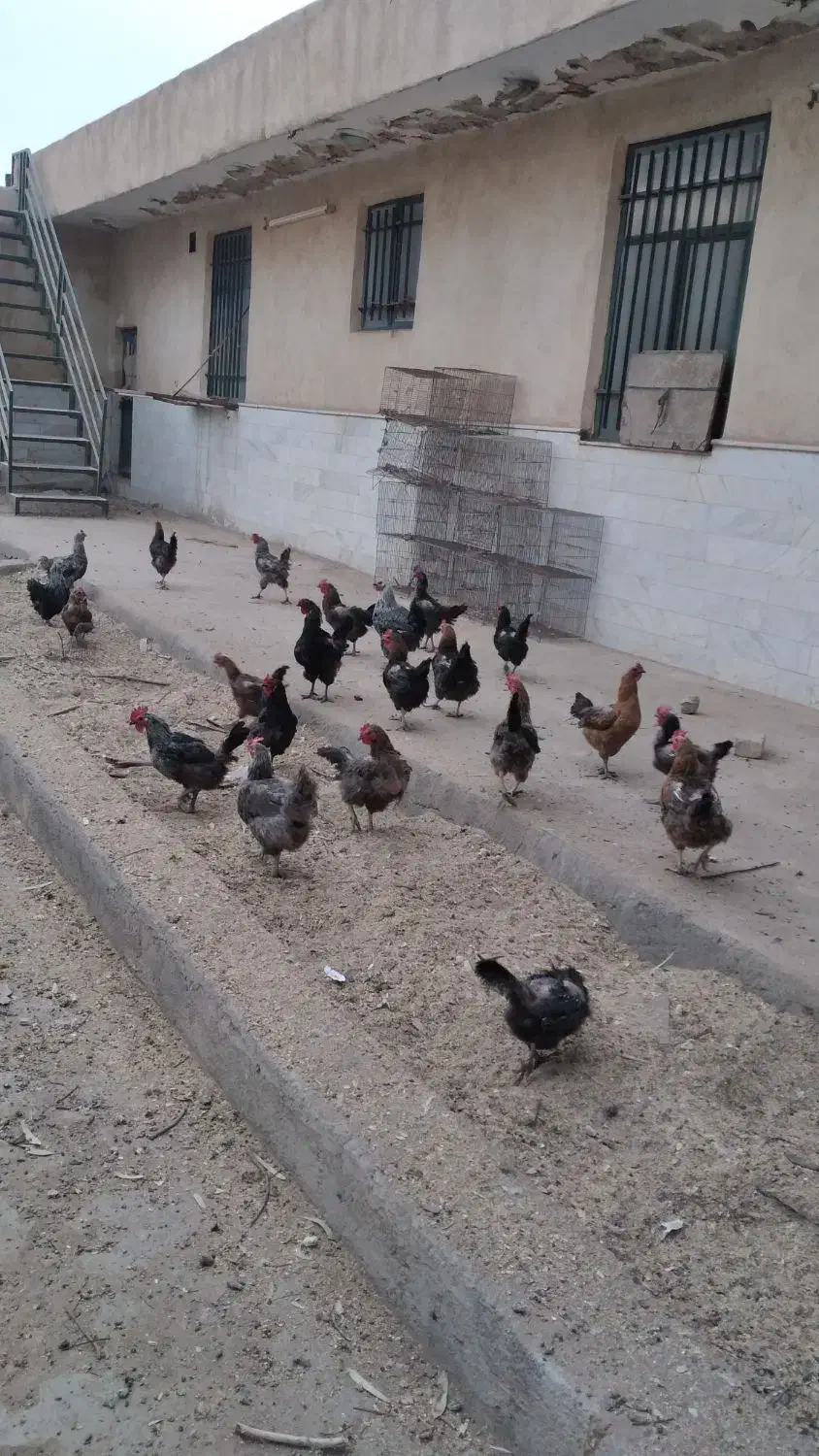 مرغ رسمی|حیوانات مزرعه|قم, جمکران|دیوار