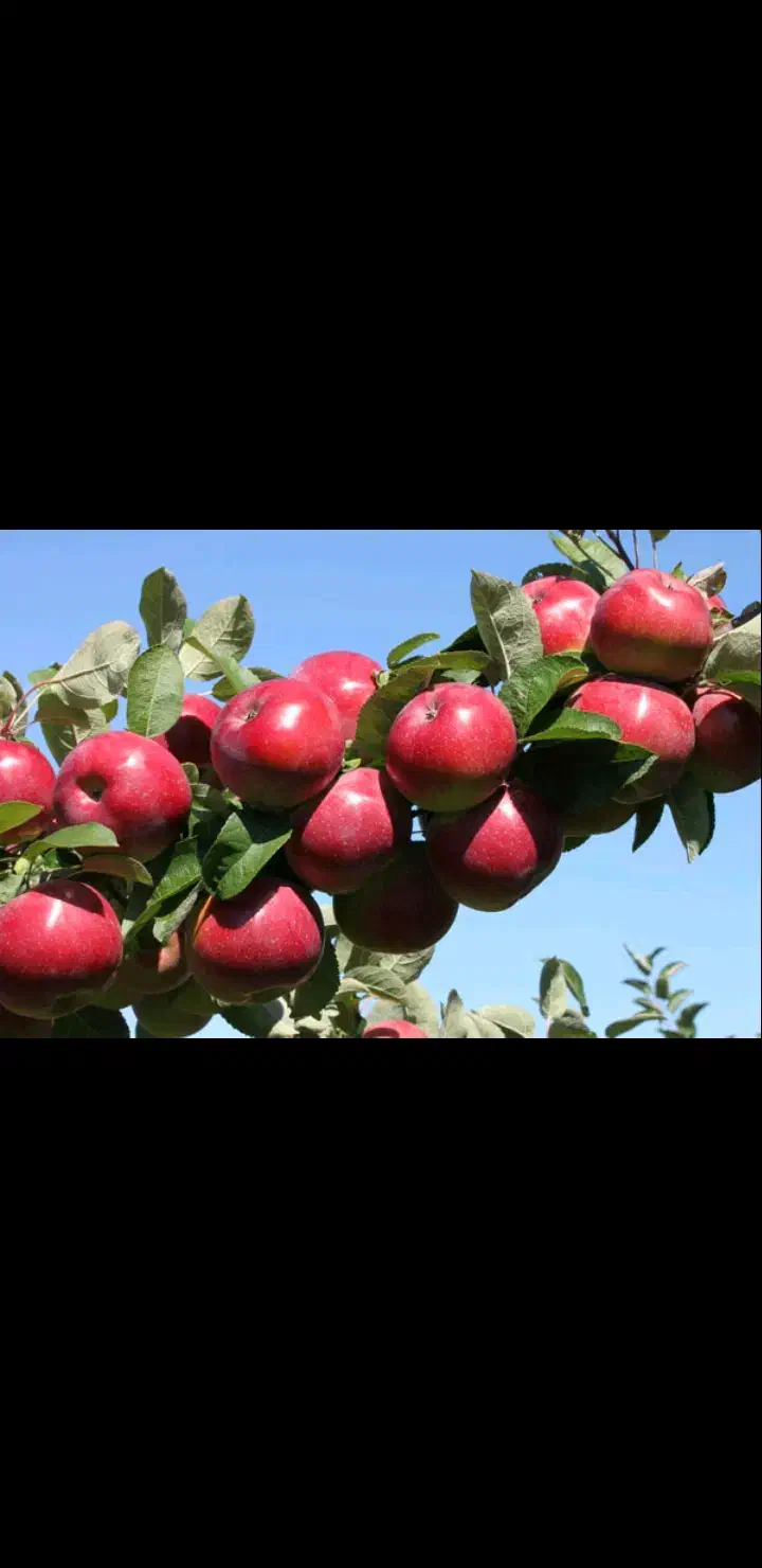 به تعداد کارگر نیازمندم|استخدام صنعتی، فنی، مهندسی|کشاورز, |دیوار