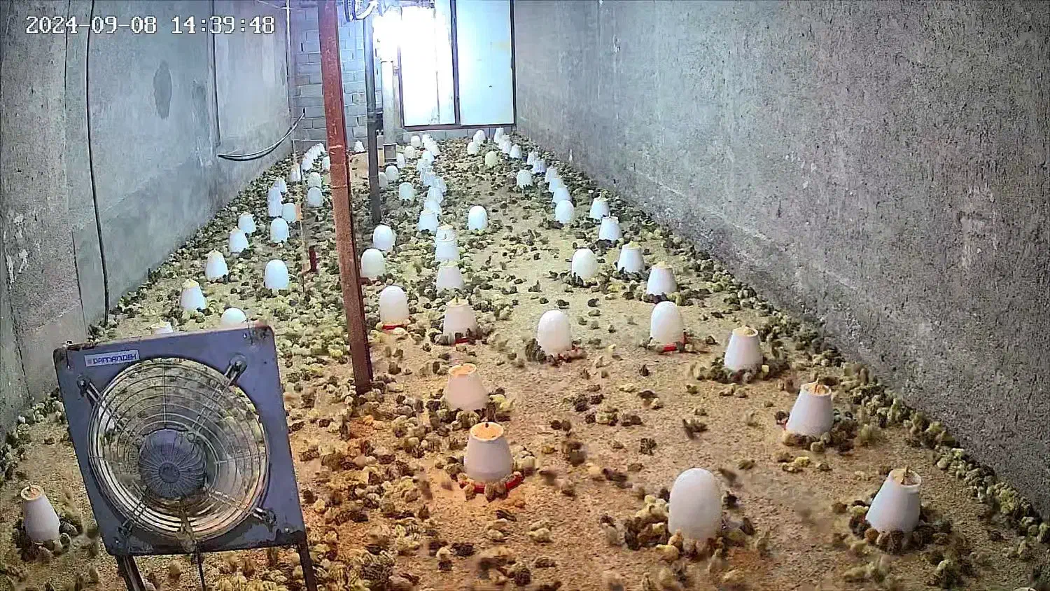 یک روزه  بلدرچین|حیوانات مزرعه|صوفیان, |دیوار