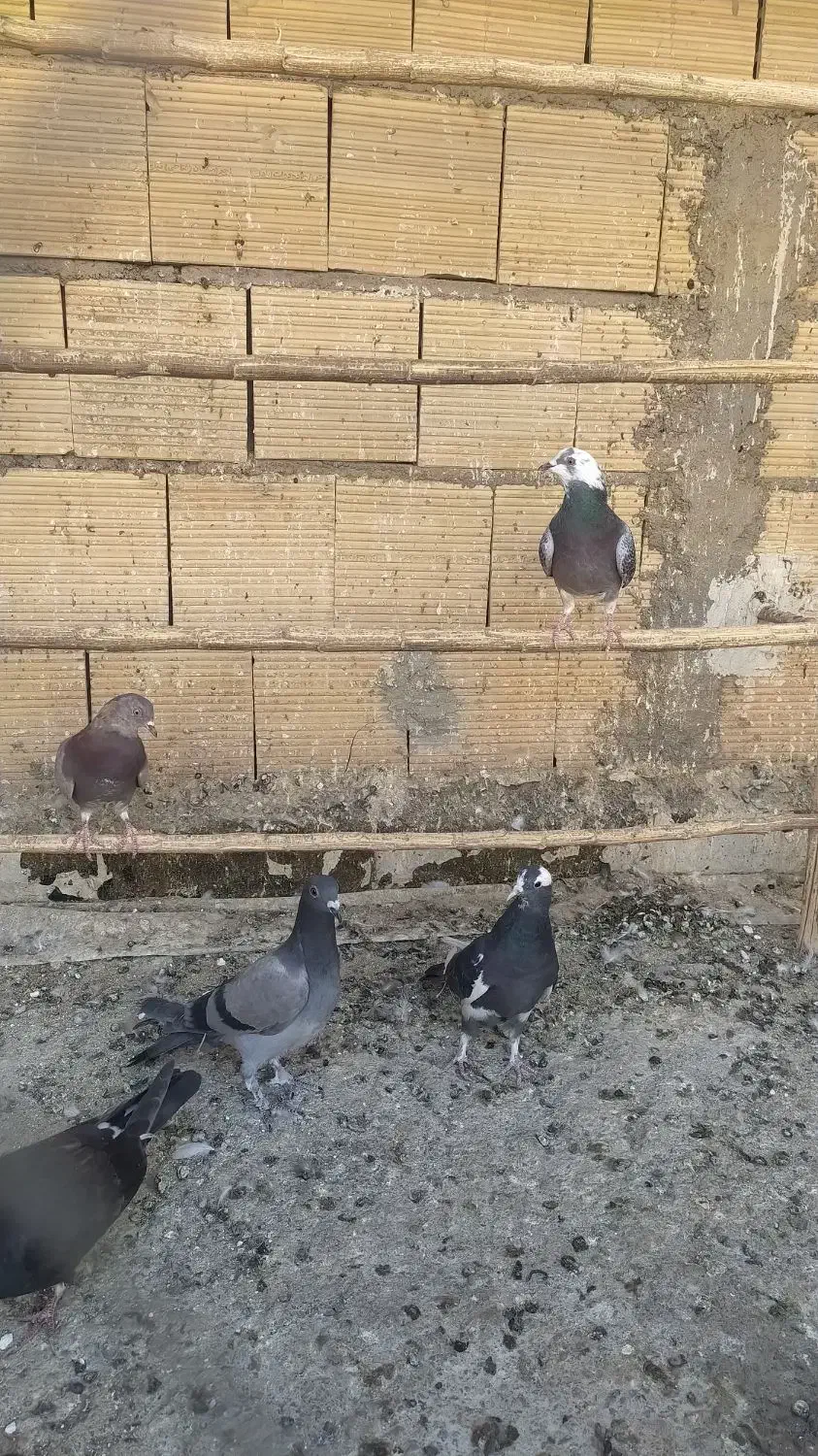 کبوتر مخلف|پرنده|کاشان, پایانه مسافربری|دیوار