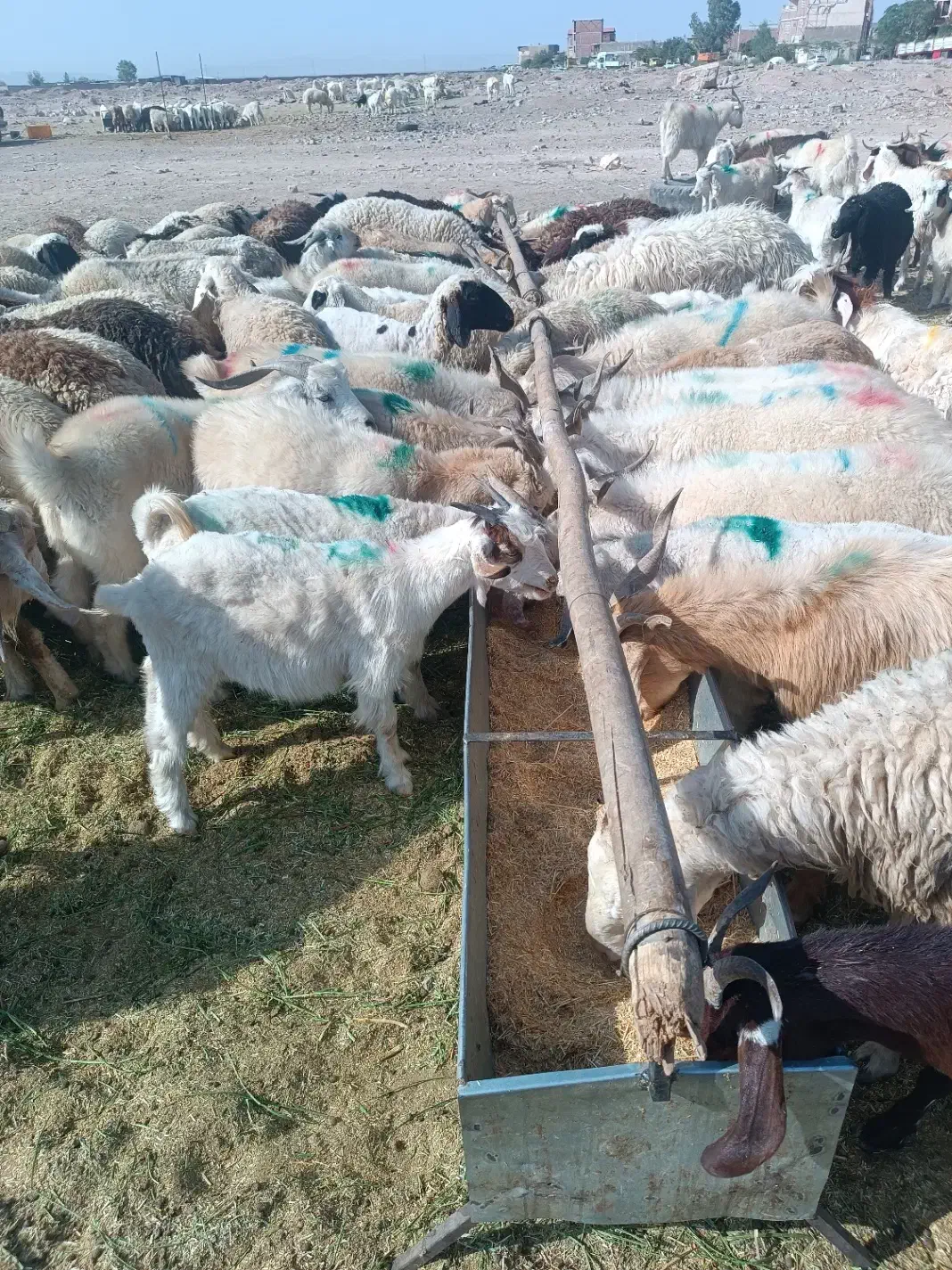 فروش گوسفند محلی کوهی خبری|حیوانات مزرعه|کرمان, |دیوار