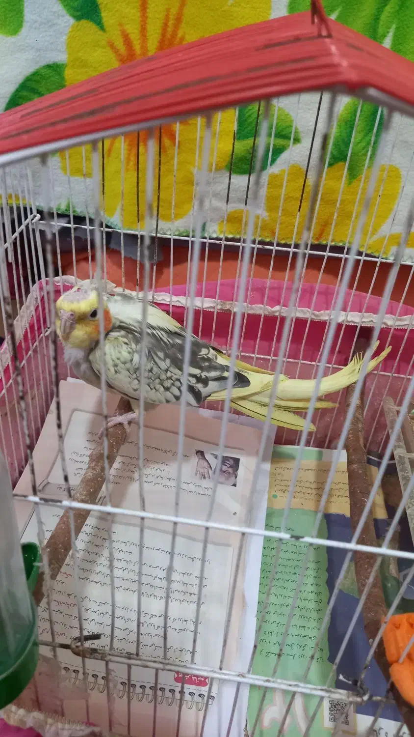 عروس هلندی ماده مولد|پرنده|طبقده, |دیوار