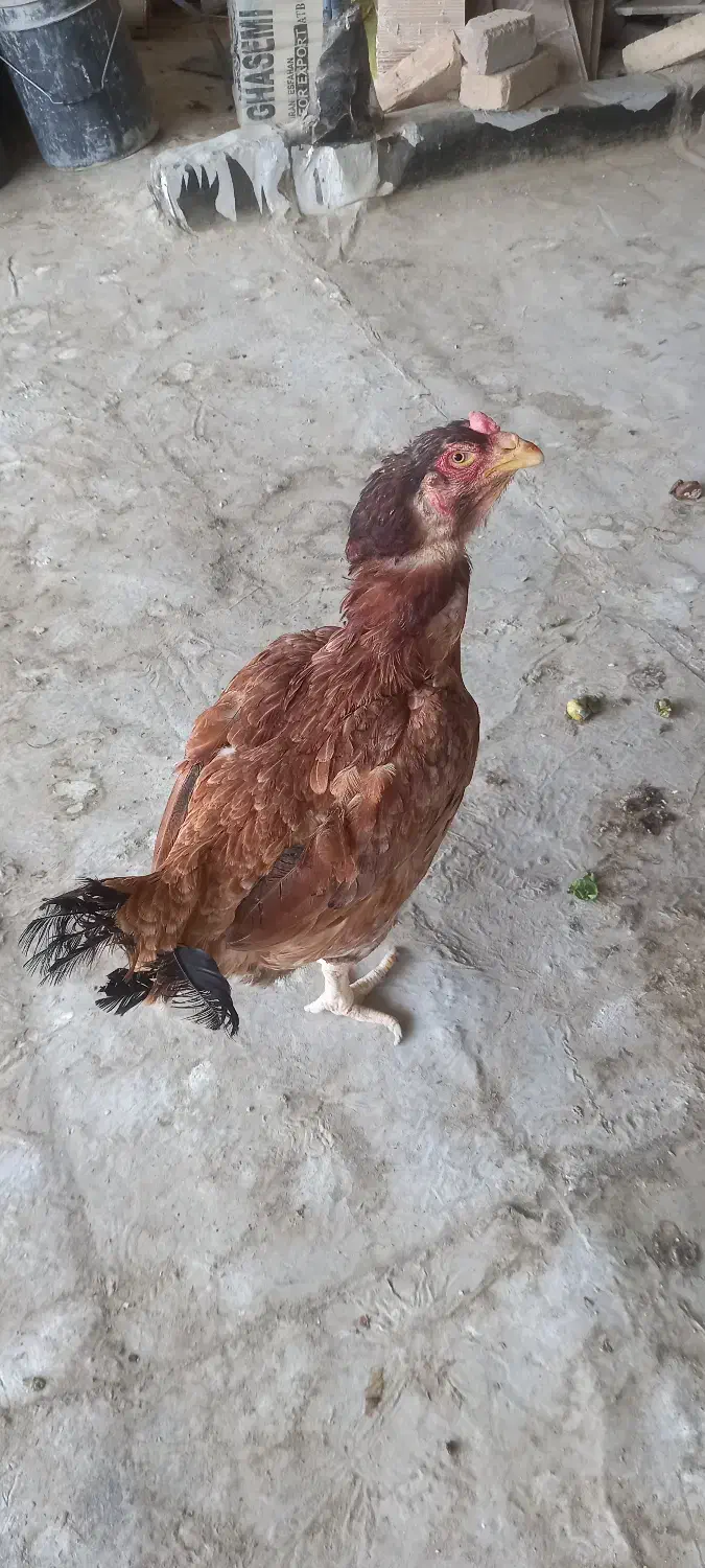 جوجه لاری و مرغ لاری|حیوانات مزرعه|مشکیندشت, |دیوار