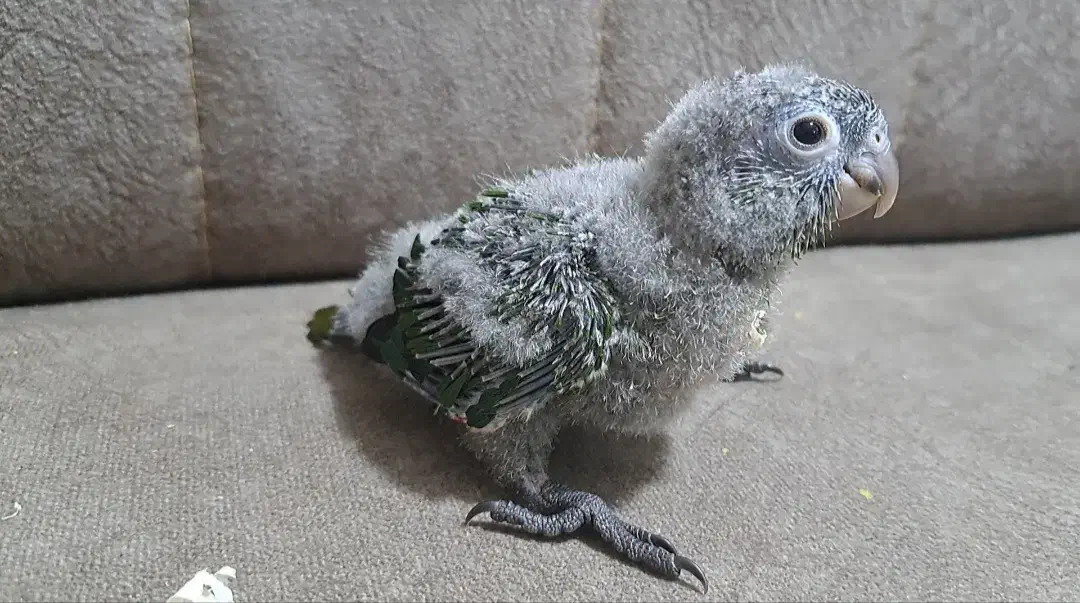 طوطی گرینچیک بلک کپ|پرنده|قائم‌شهر, |دیوار