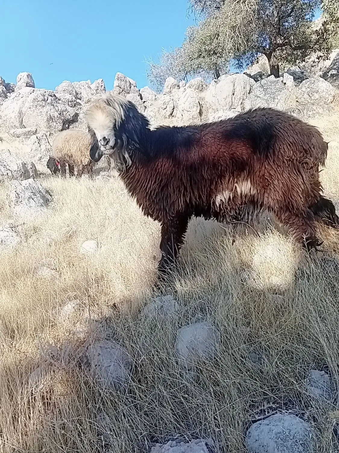 آدرس لالی|حیوانات مزرعه|لالی, |دیوار