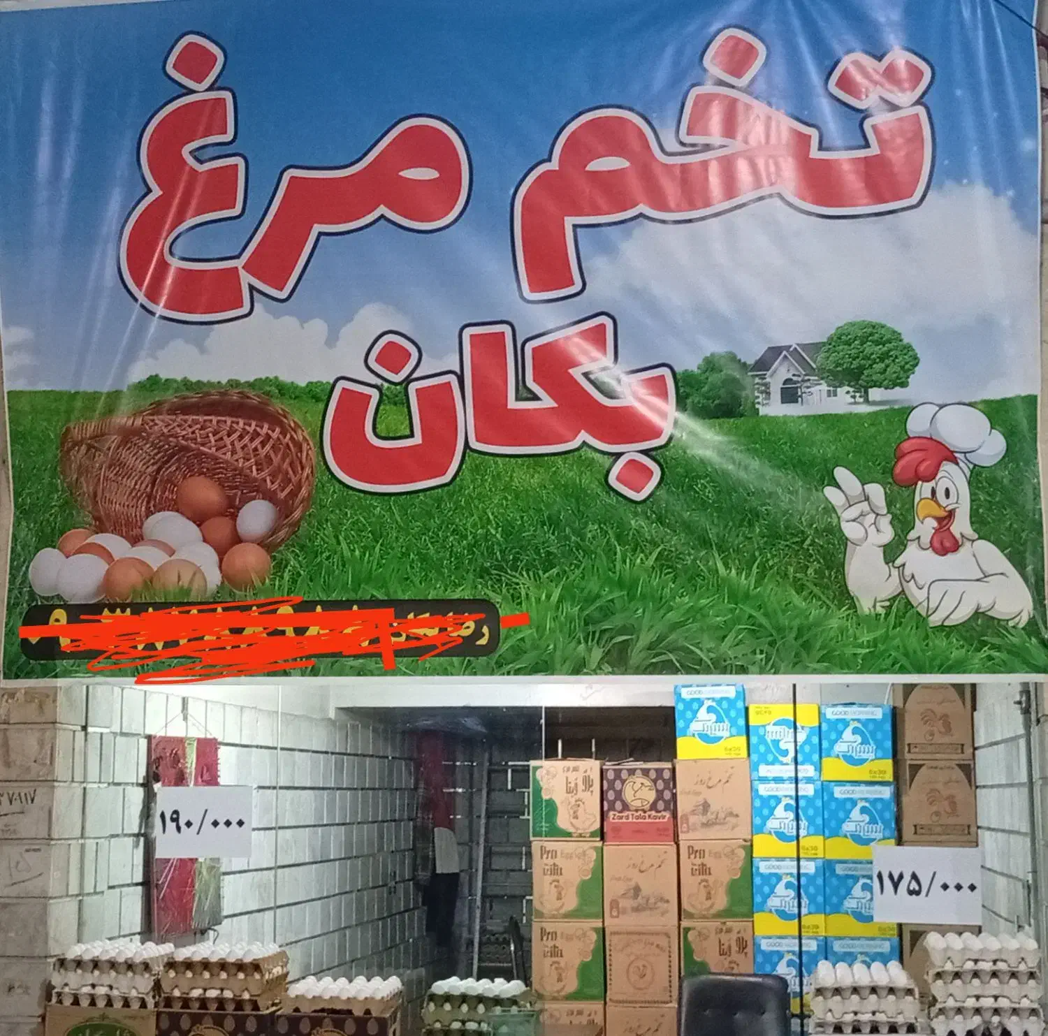 فروش تخم مرغ به قیمت عمده شانه ای وکارتونی|عمده‌فروشی|هشتگرد, شهرک ولیعصر (مصلی)|دیوار