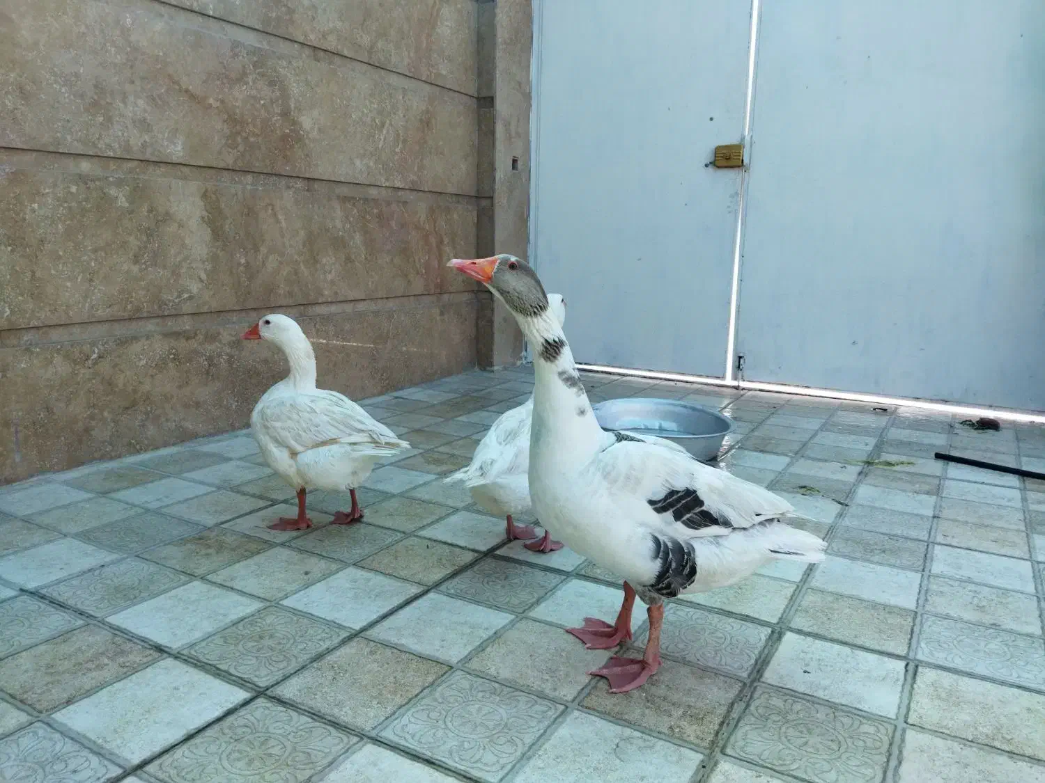 غاز|حیوانات مزرعه|دهلران, |دیوار