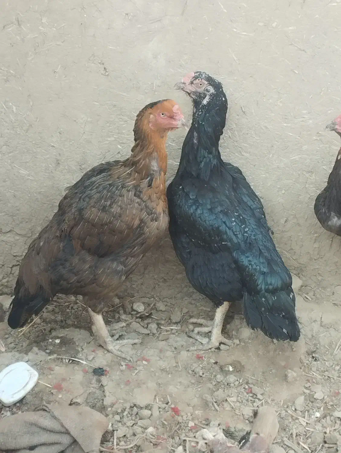 مرغ لاری|حیوانات مزرعه|نگین شهر, |دیوار