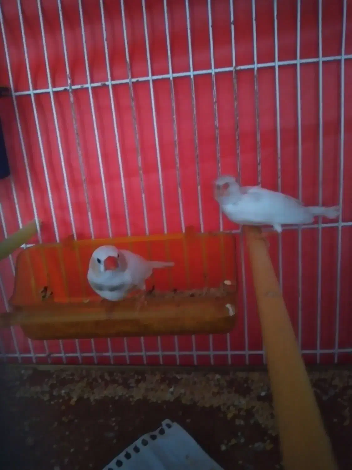 جفت مرغ عشق رنگ خاص و یک جفت فنج زیرا سفید|پرنده|مشهد, نیزه|دیوار