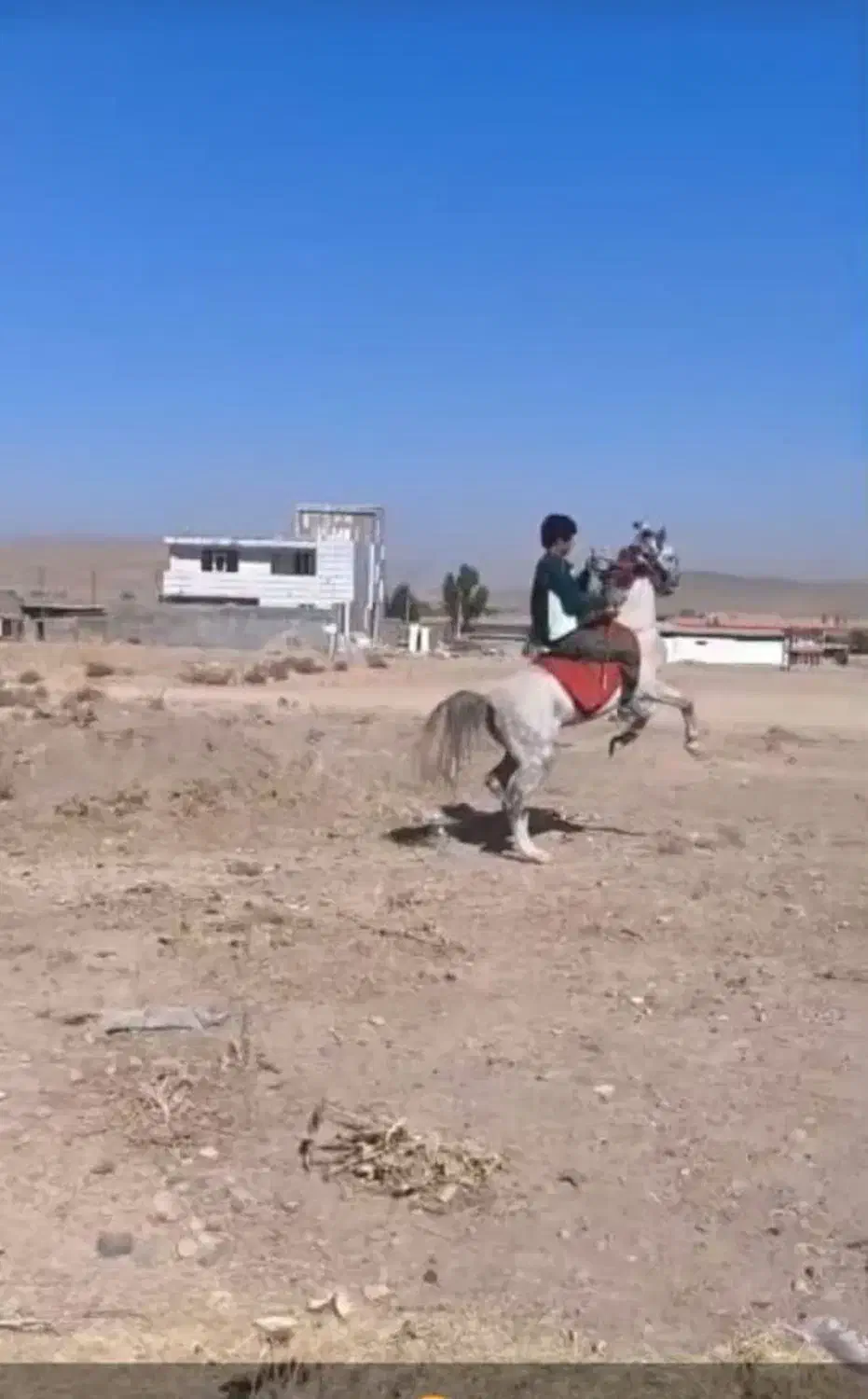 اسب عربی سفید درجه یک|اسب و تجهیزات اسبسواری|الیگودرز, |دیوار